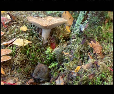 Mouse climbing out of hole in forest floor. Mushroom growing on gorund.