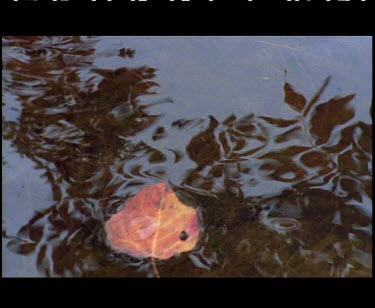 Red leaf flows down the river.