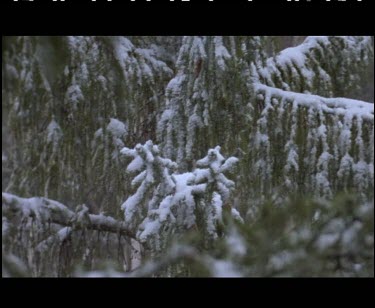 Snow falls and settles on pine trees.