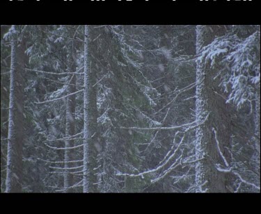 Snow on coniferous tree pine needles branches. Snowing
