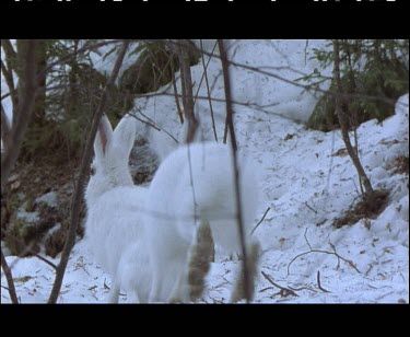White Mountain hare camouflaged against white snow.