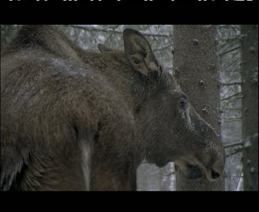 Moose in snow. It is snowing. Pan down to hoofs