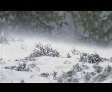 Wind blowing white snow flakes along the ground