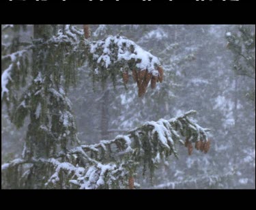 Snow on coniferous tree pine needles branches. Snowing