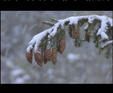 Snow on coniferous tree pine needles and pine cones. Snowing