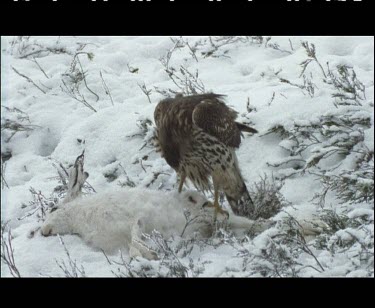 Goshawk on dead hare. Feeding. Could be a kill or scavenging carcass.