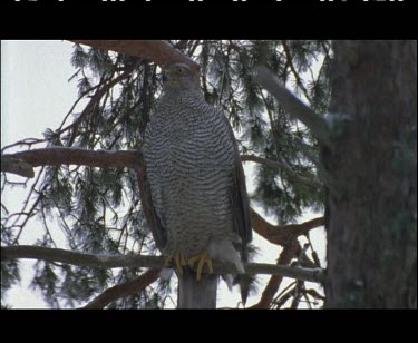 Male goshawk in tree. Looking.