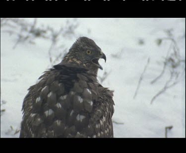 Goshawk calling.