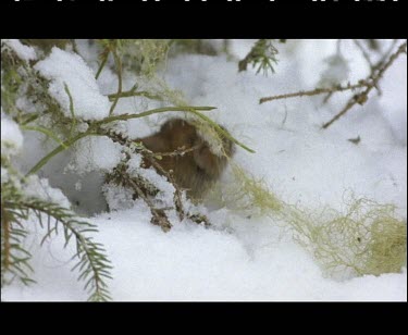 Northern Red-backed vole in the snow