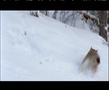 Lynx in the snow in forest hunting. Running in the snow. Pouncing