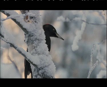 Black woodpecker on trees in snow. Has a red cap.