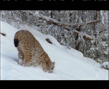 Lynx has caught vole. Feeding on vole in the snow