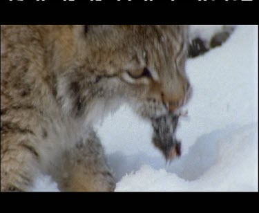Lynx has caught vole. Feeding on vole in the snow