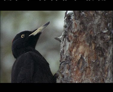 Black woodpecker pecking on tree.