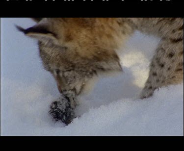 Lynx has caught vole. Feeding on vole in the snow, playing with vole.