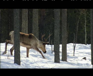 Two Reindeers on hard compacted snow.