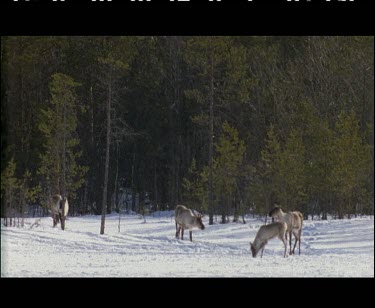 Small group herd of reindeer on hard compacted snow forest woods in background.