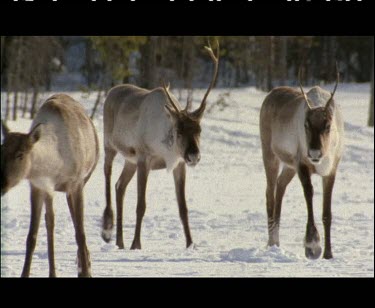 Small group herd of reindeer walking on hard compacted snow forest woods in background.