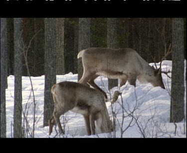 Small group herd of reindeer searching for lichens beneath snow to forage on. Difficult feeding conditions.