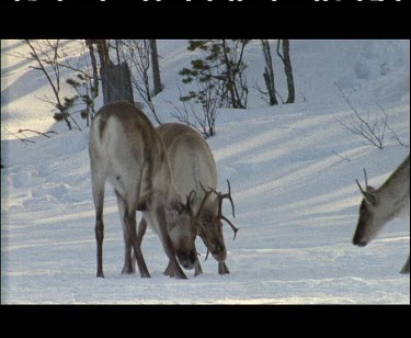 Small group herd of reindeer. Two reindeers lock horns in mock rut. It is early spring and they are practicing. Female watches the two males spar.