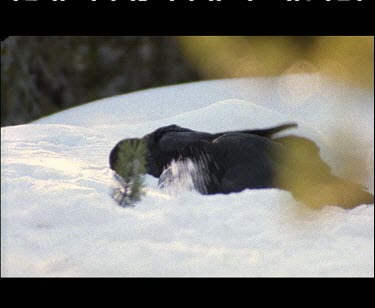 Two black ravens play in the snow. Courtship display.