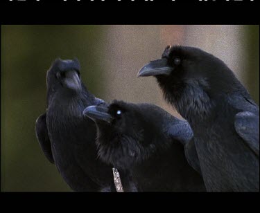 Three black ravens