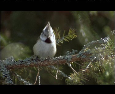 Crested tit, small bird. Preening under wings.