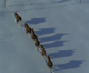 High angle herd of moose walking in line through snow. See their shadows