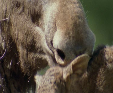 Close Up Moose mother licking and cleaning calf