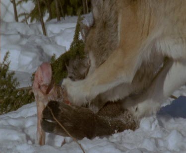 Pack of grey wolves  feeding on kill or carrion in the snow. It is a moose.