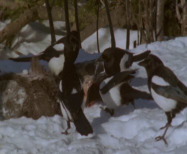 Magpie feed on moose carrion or kill in the snow.