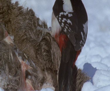 Great spotted woodpecker feeding on carcass of moose