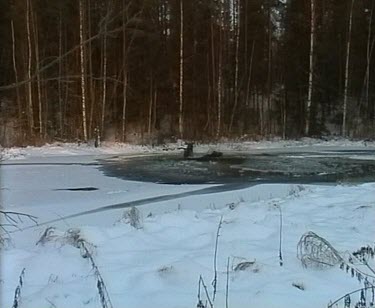 Moose fallen through thin ice of frozen lake. Struggling to escape out of icy waters