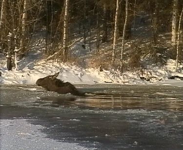 Moose manages to get out of freezing icy water. Moose fallen through thin ice of frozen lake. Struggling to escape out of icy waters. Clambers onto bank.