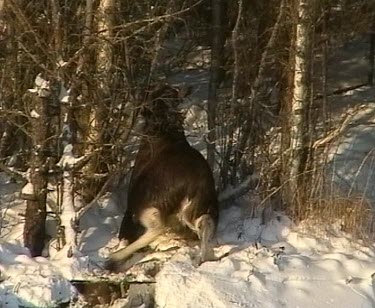 Moose manages to get out of freezing icy water but it is ehausted by the struggle. Moose fallen through thin ice of frozen lake. Clambers onto bank.