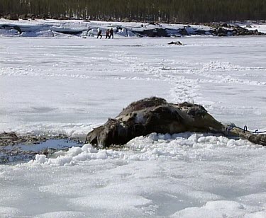 Dead moose on frozen lake. Possibly drowned