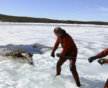 People rescue drowning moose. Moose fallen through thin ice of frozen lake. Struggling to escape out of icy waters