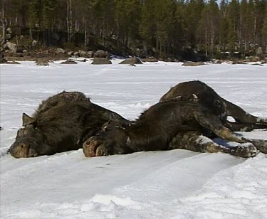 Drowned moose all dragged out of frozen lake and their carcasses lined up.