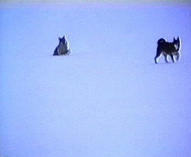 Wolf and husky (hunting) dog running across snow. Wolf tries to dominate dog, it is much bigger.
