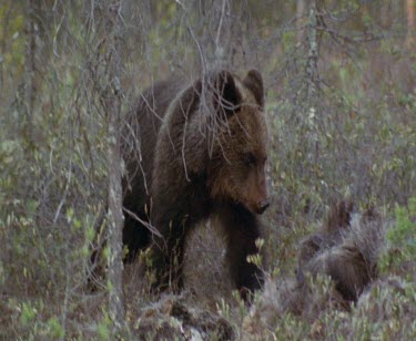 Brown bear comes across carcass of moose. Feeding on carrion. Mother and cub.