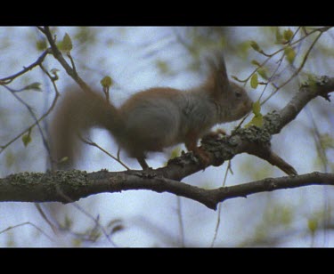 Red Squirrel in tree, could be juvenile