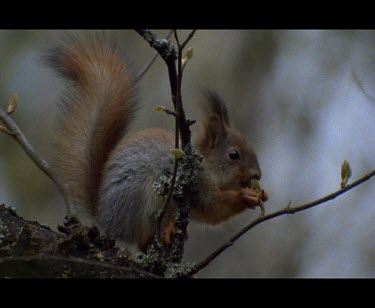 Red Squirrel in tree, could be juvenile , feeding on buds of tree. New blooms of fruit.