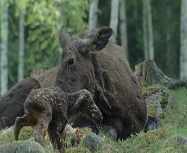 Newborn baby moose calf and mother