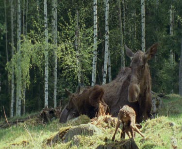Newborn baby moose calf and mother. First steps it falls over. There are two - twins.