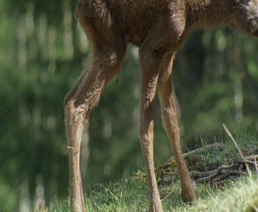 Newborn baby moose calf and mother. First steps coming towards mother to be licked clean, bonding.