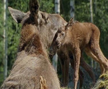 Newborn baby moose calf and mother. Licked clean, bonding. Twins