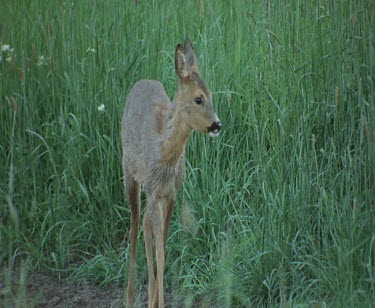 Roe deer, probably doe. Looking around