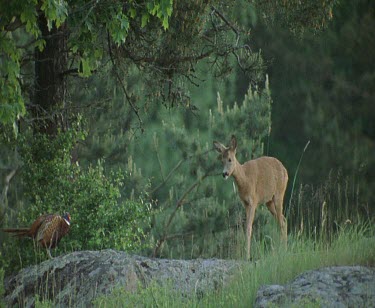 Roe deer and pheasant in forest woods