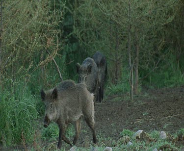 Wild boars walking in a line