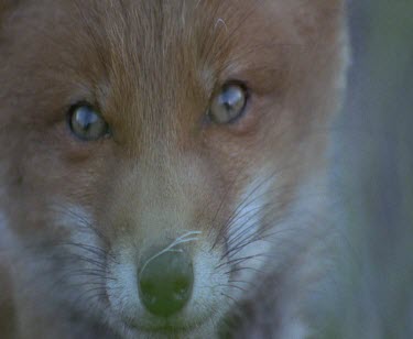 Red fox close up face looking to camera and medium shot